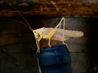 形态各异的蝗虫图片