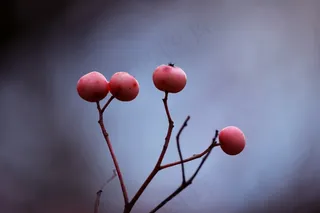 高清野生浆果图片
