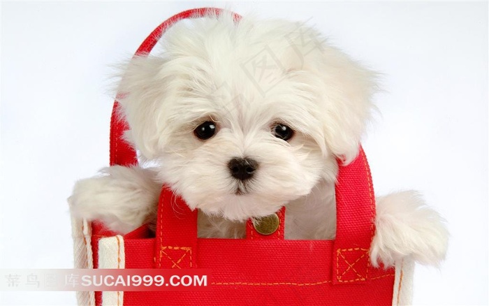红色布袋里的白色小狗