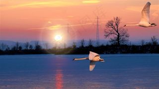 自然保护区飞翔的天鹅