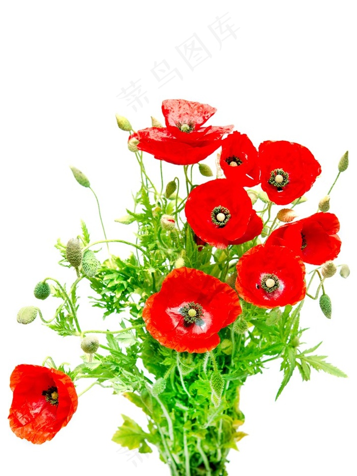 虞美人植物特写图