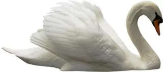 天鹅 PNG免抠