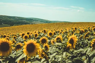 黄色向日葵摄影素材