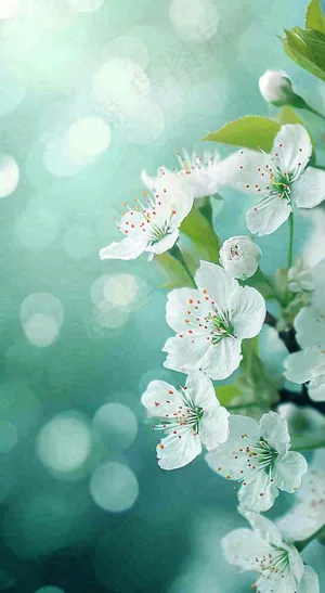 春天清新白色樱花浪漫花瓣枝叶，立春摄影图