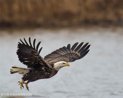 水面上飞翔的老鹰图片