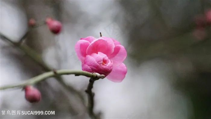 开放的梅花图片