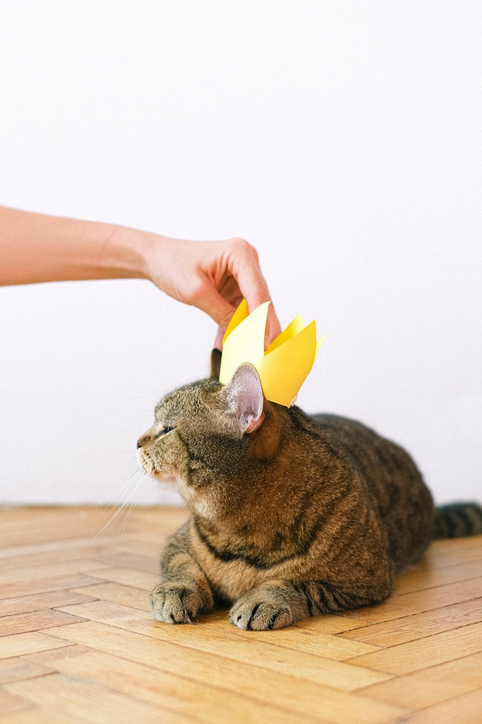 可爱猫咪猫猫摄影素材
