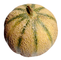 45_melon_PNG14373