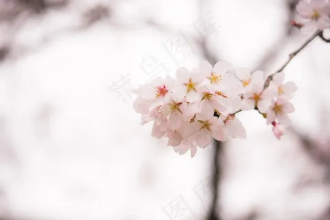 淡雅粉色桃花图片 淡雅粉色桃花图片