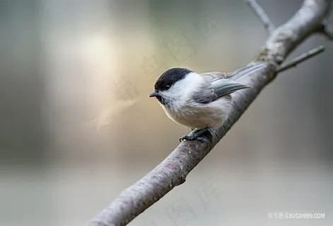 冬天里的小鸟图片素材 冬天里的小鸟图片素材