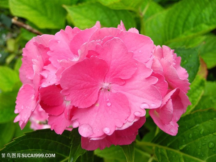 高清唯美绣球花图片