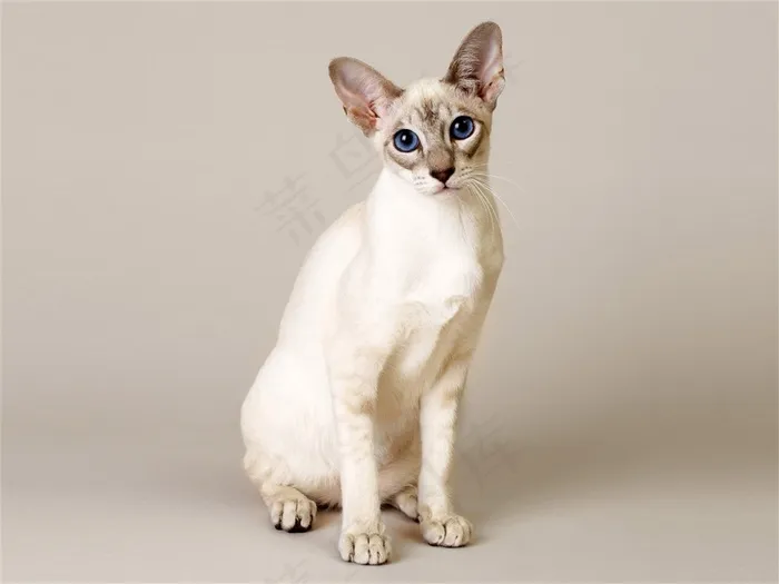 宠物猫摄影素材猫咪图片