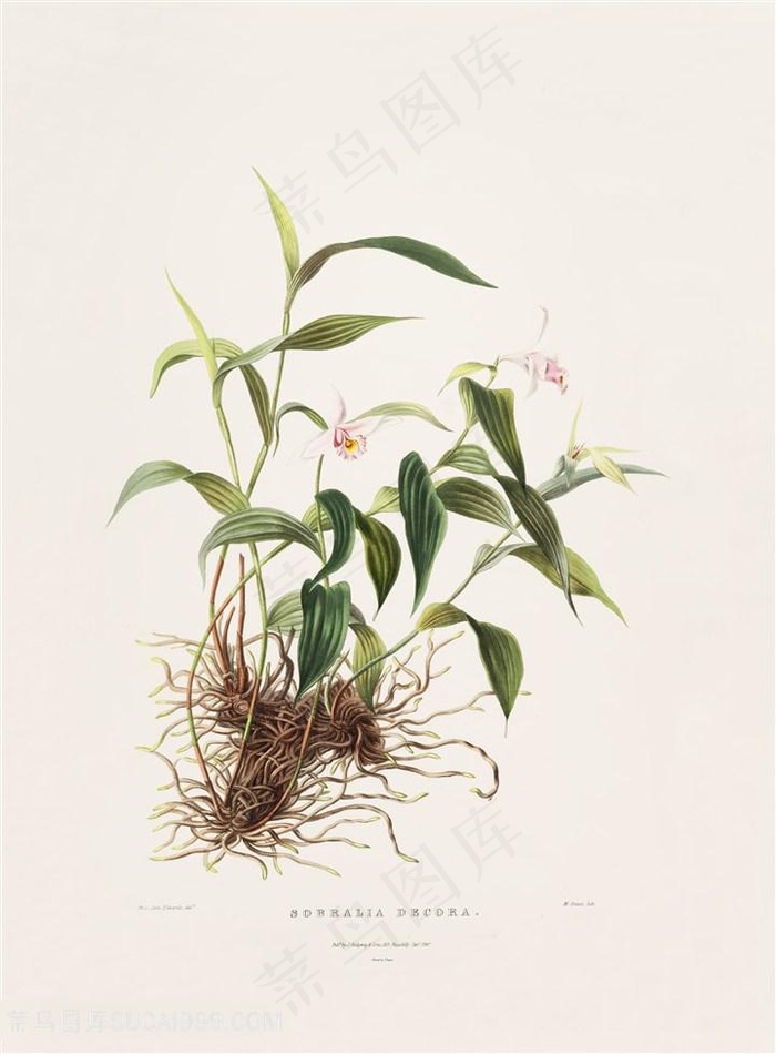 手绘高清兰花彩绘插画