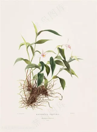 手绘高清兰花彩绘插画