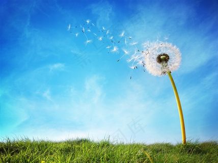 蒲公英特写高清图片