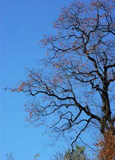 柿子红柿映蓝天 柿子红柿映蓝天