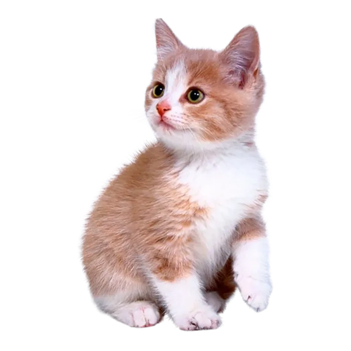 小猫橘猫动物