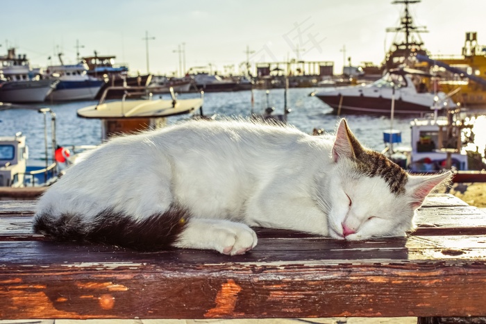 一只睡着的萌猫咪图片