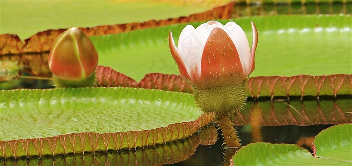 美丽王莲花图片