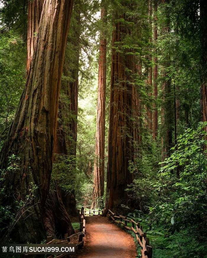 高达树木森林树林图片