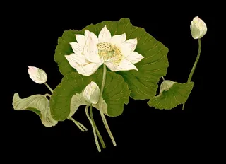 设计花鸟花卉背景墙