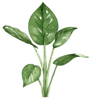 盆栽花草植物免扣植物水彩插画设计素材