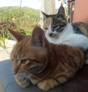 两只可爱的猫咪