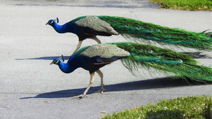 户外两只孔雀图片