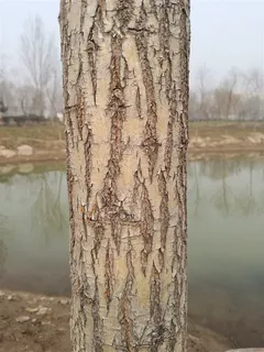 冬天河边年轻的小树干 冬天河边年轻的小树干
