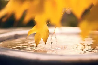 秋叶滴水温馨意境背景