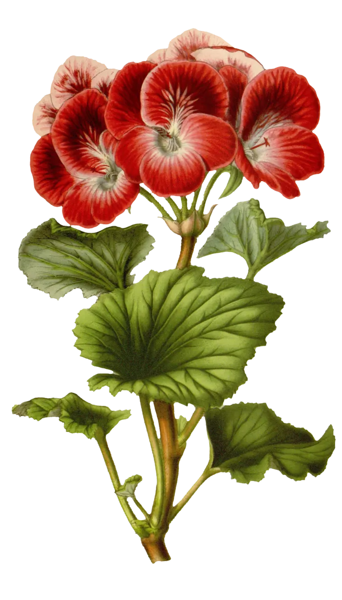 复古手绘植物花卉插画 免抠
