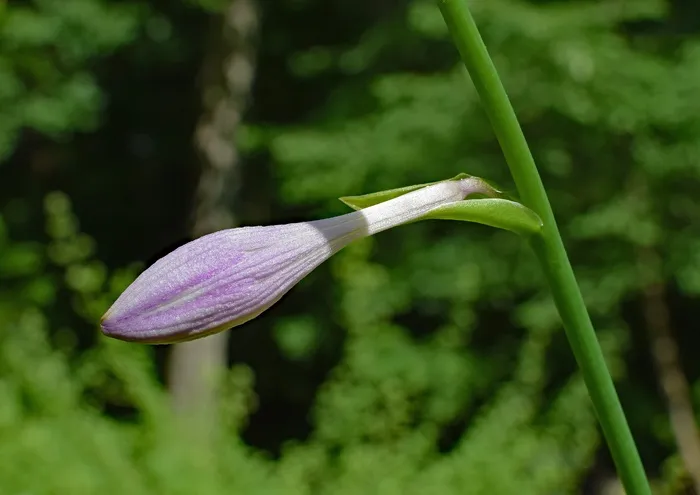 一支百合花苞图片