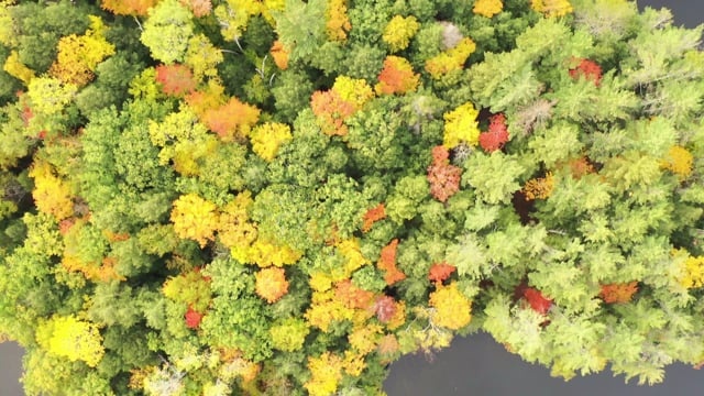 秋天, 落下, 橙色的, 粉色的, 黄色, 绿色, 颜色变化