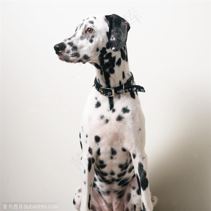 中型犬斜坐着的斑点狗