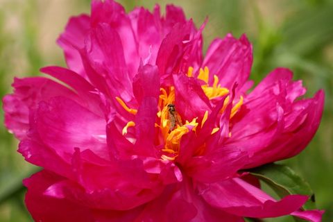 粉红牡丹花特写图片