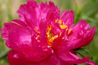 粉红牡丹花特写图片