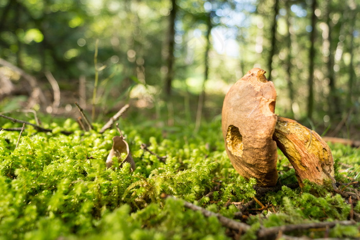 树林野生蘑菇图片