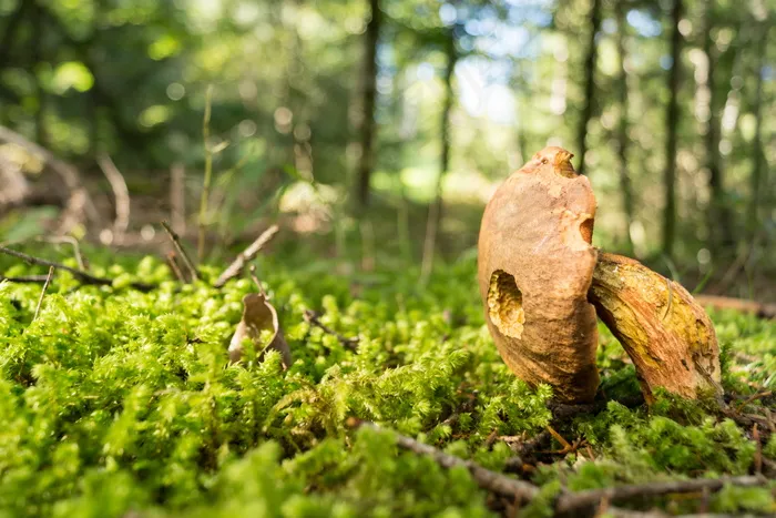 树林野生蘑菇图片