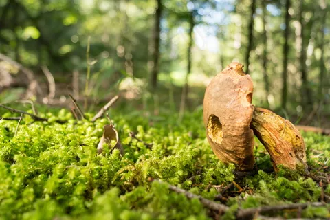 树林野生蘑菇图片