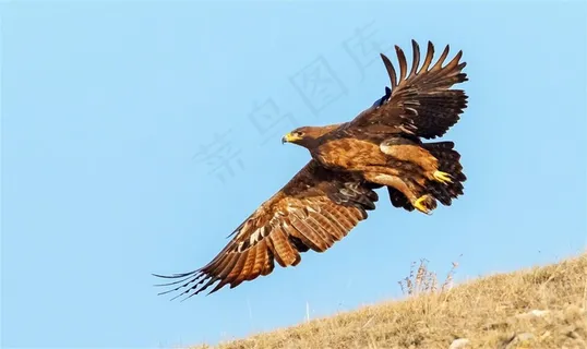 草原雕图片素材 草原雕图片素材