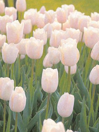 春天粉色郁金香花海绿叶温馨阳光，春分摄影图