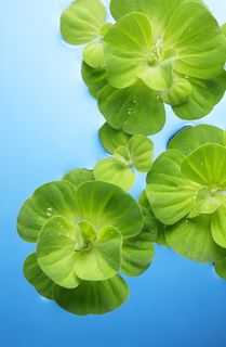 高清荷塘荷叶图片下载 高清荷塘荷叶图片下载