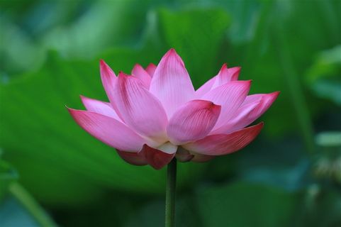 淡雅唯美的荷花近景摄影 淡雅唯美的荷花近景摄影