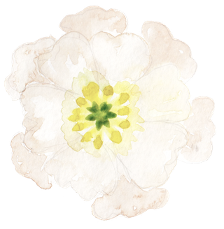 唯美森系手绘水彩花朵 免抠