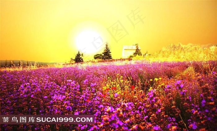 唯美田野风光美景