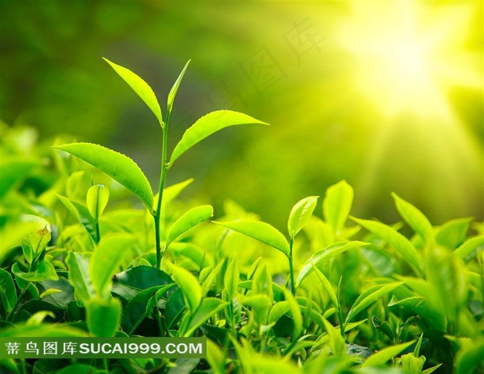 刚刚长出嫩芽的茶叶植物图片