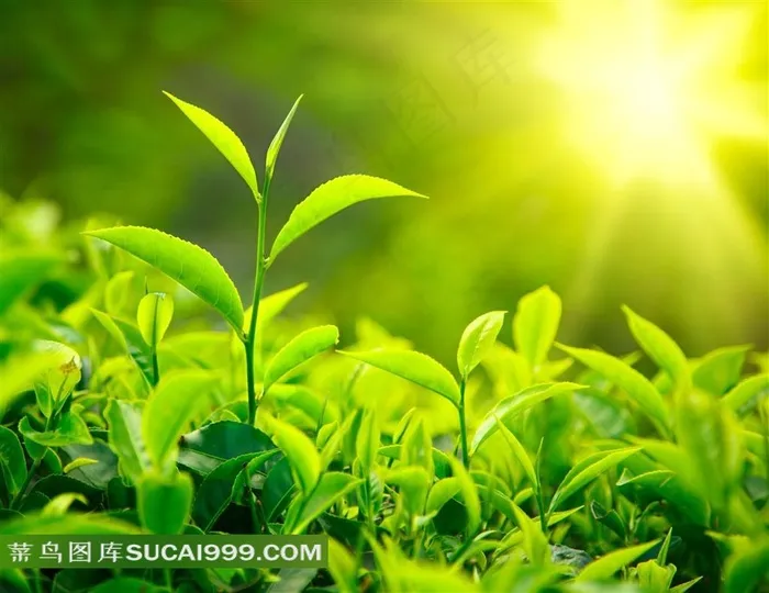 刚刚长出嫩芽的茶叶植物图片