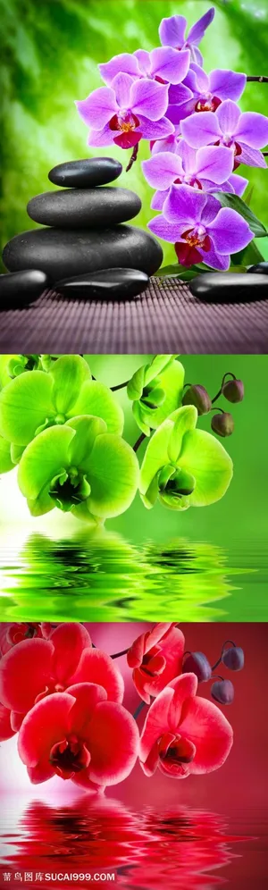 漂亮的蝴蝶兰素材