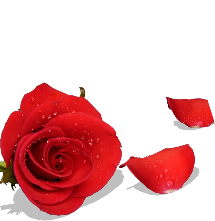 鲜花玫瑰免扣素材