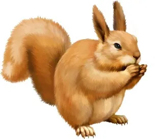 松鼠 PNG免抠
